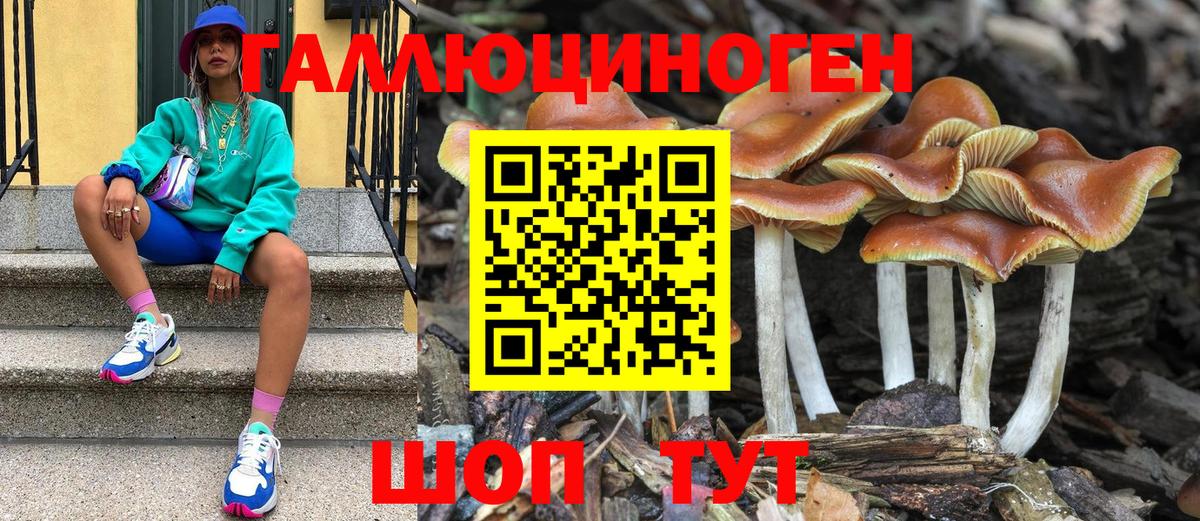 Псилоцибиновые грибы Psilocybe Саратов